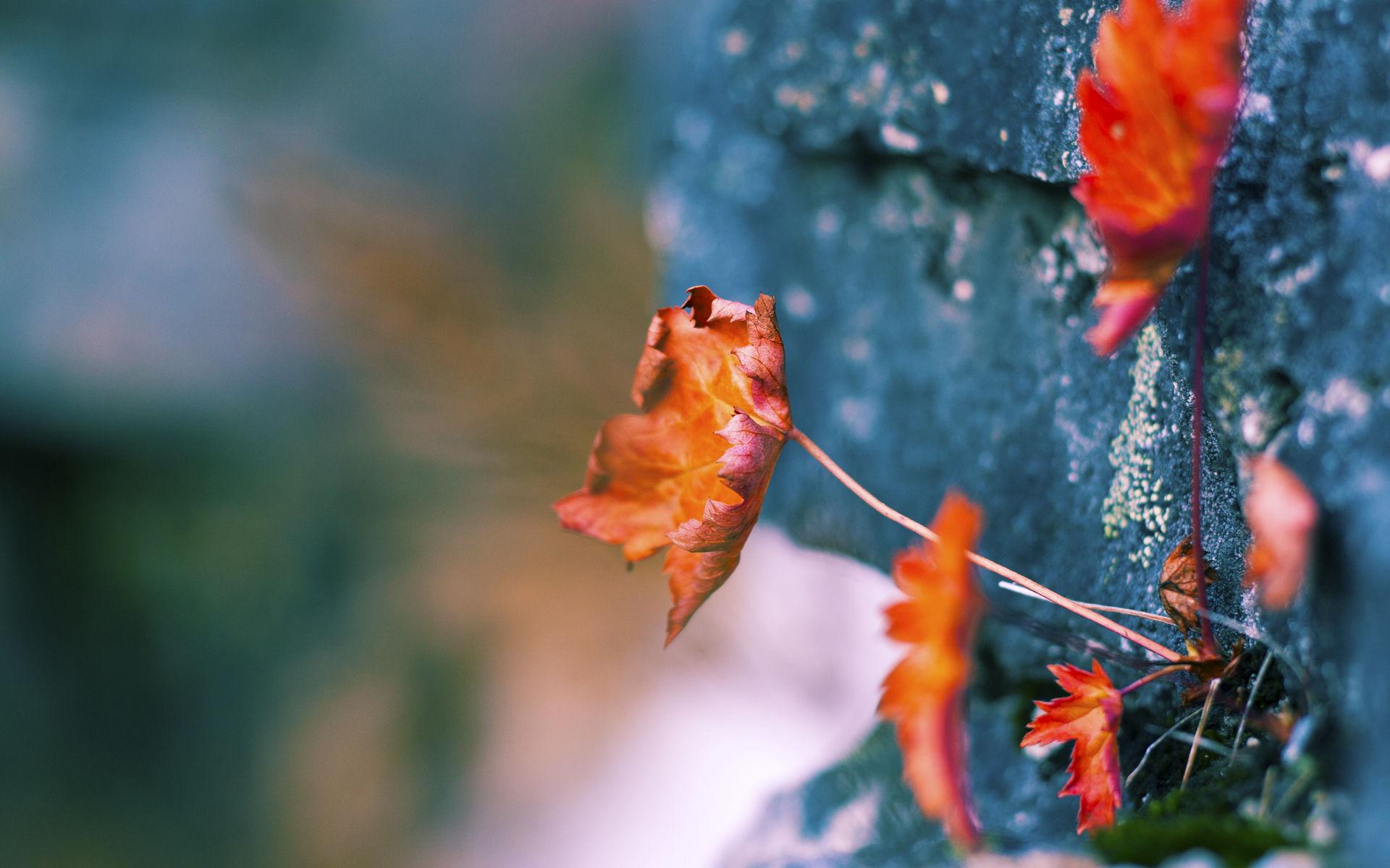 体育新闻报道中性原则执行状况分析,体育新闻报道的定义