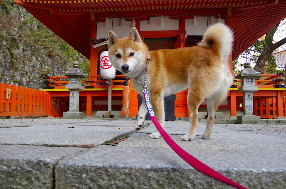 法甲青训中心心理压力管理与技术成长的实证研究,法甲青训排名