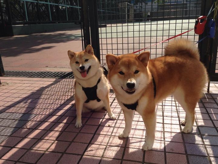 九游正版入口-精英教练：战术大师是如何打造冠军阵容的，战术大师英语