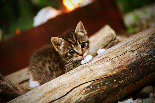 JIUYOU GAMING-德国队的赛制适应与调整：国际乒联混合团体世界杯全解析，德国乒乓球世锦赛