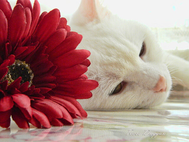 莱比锡红牛快速反击直击防守空位，莱比锡红牛战术特点