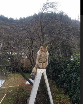 配速策略调整数据解析，关于配速的几个常见问题