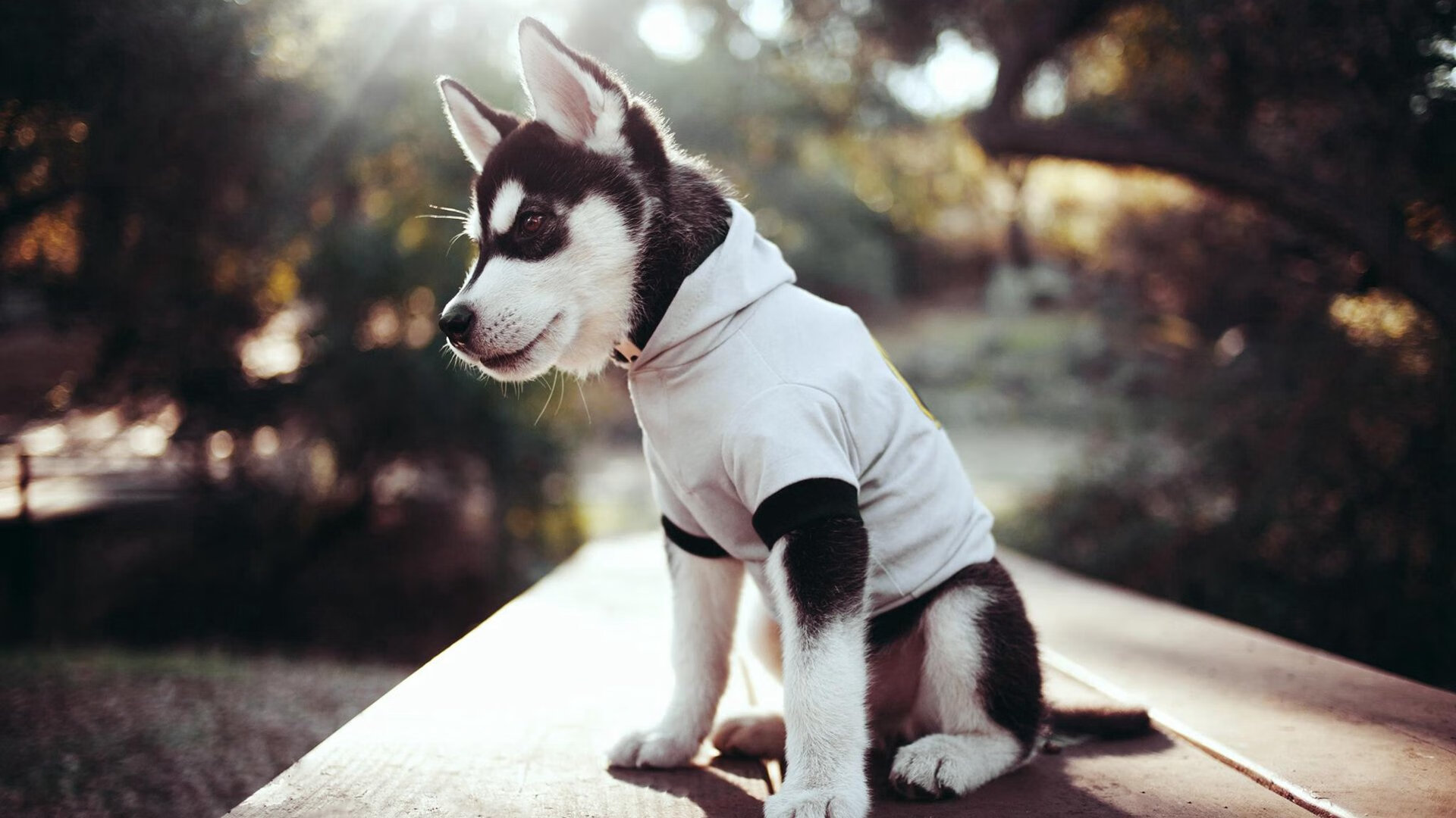 九游网-奇才外线防守松懈遭到猛龙三分打击，奇才猛龙谁能获胜