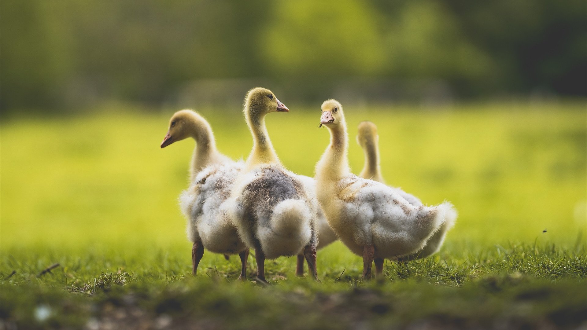 普费夫跳台决赛用实力回应质疑,普费茨纳