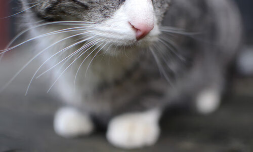 澳大利亚袋鼠队的传球速度和对抗力度形成独特优势，澳大利亚袋鼠打拳