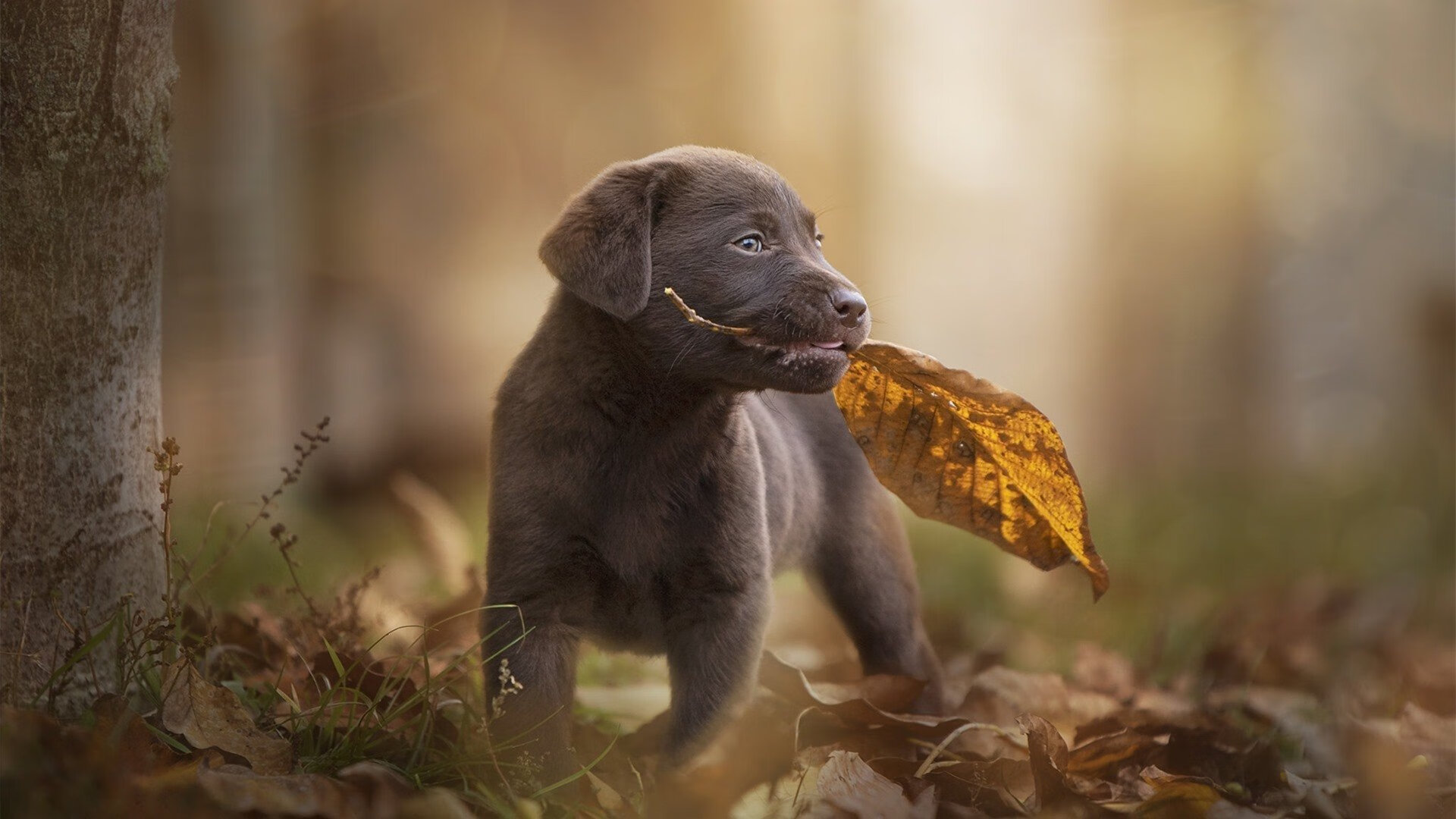 澳大利亚橄榄球青训体系扩展至全国，澳式橄榄球球队
