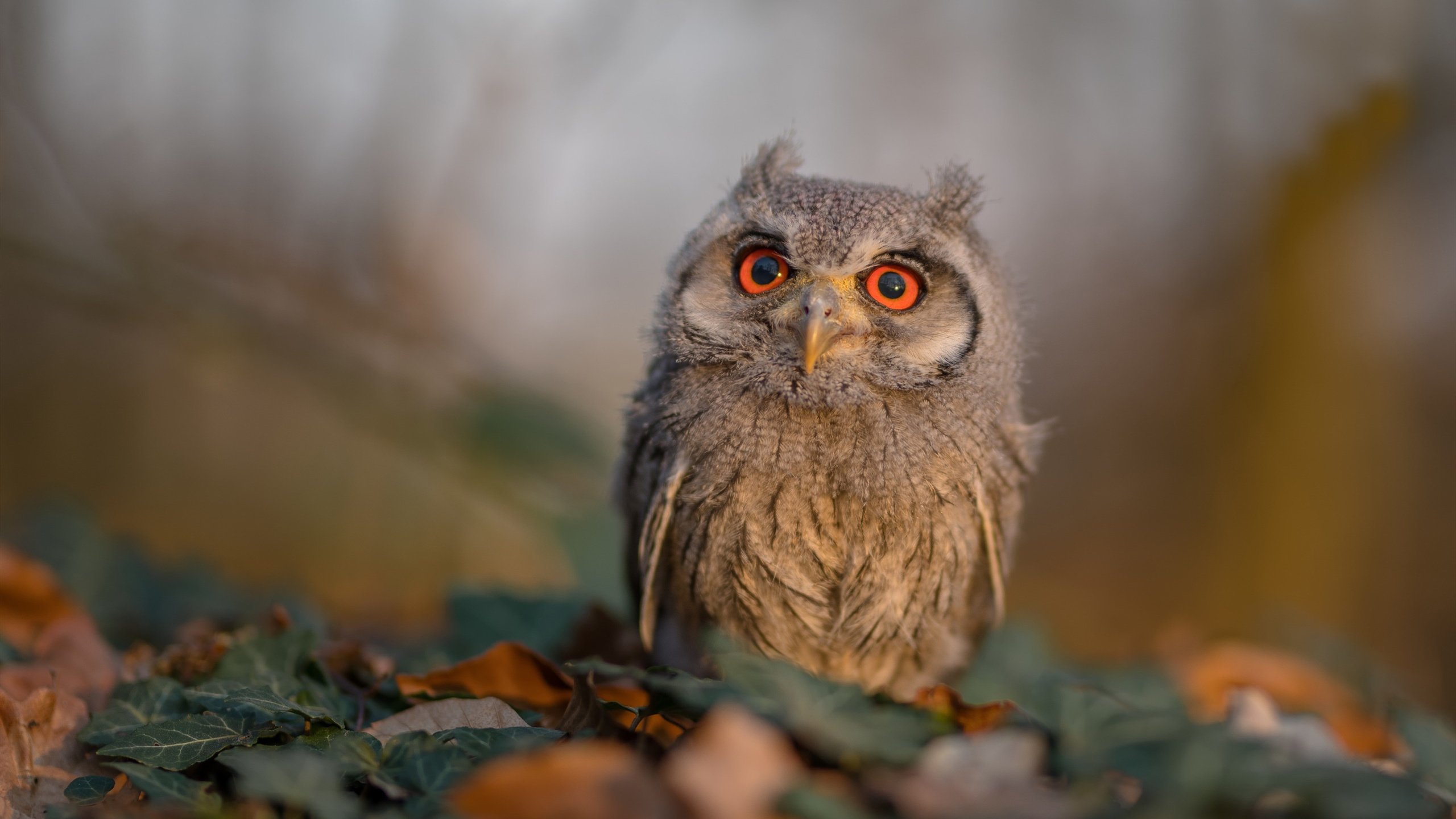 九游网页版官网-皮特·库策后程爆发力成制胜法宝，皮特库柏和埃尔默