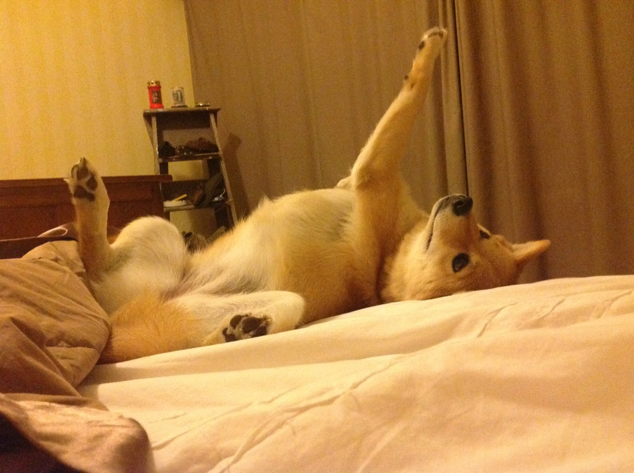 美洲杯明星演绎：拼搏、突破、荣耀！，美洲杯有哪些明星