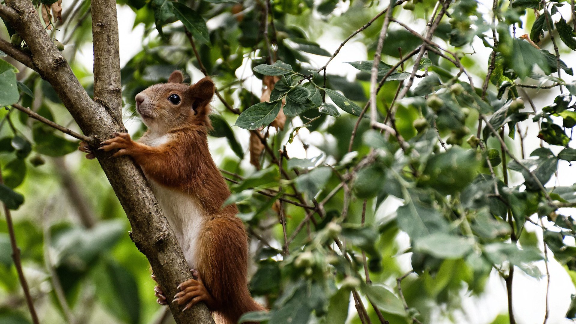 英超冠军激战：悬念升温，精彩绝伦！，英超夺冠奇迹