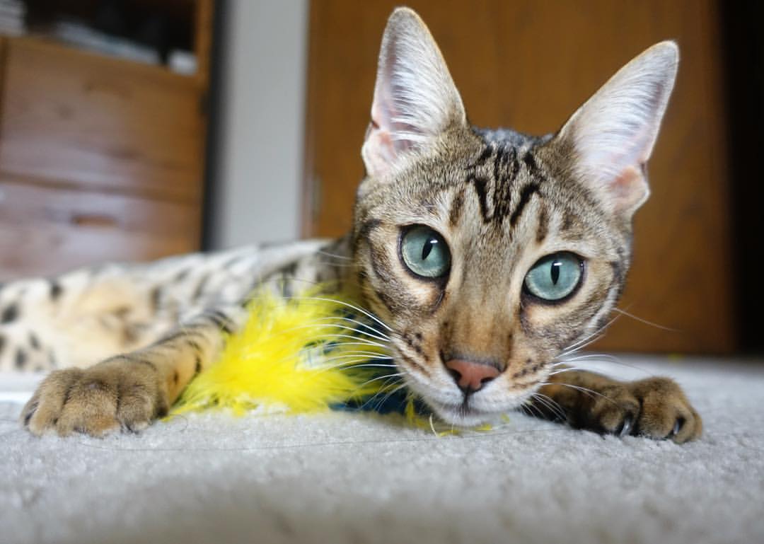 九游娱乐(jiuyou)官网-阿森纳新星不断涌现，球队逐渐走向复苏